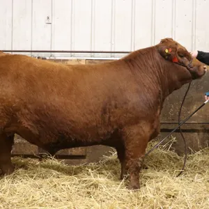 Tacee French w/ Steer Eldorado-Mayerthorpe 4H Club