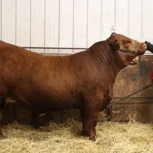 Tayden French w/ Steer Frank-Mayerthorpe 4H Club