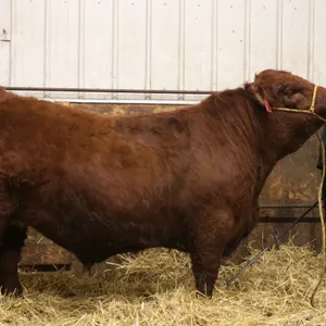 Treytin French w/ Steer Rusty-Mayerthorpe 4H Club