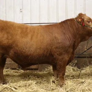 Teagan French w/ Steer Teddy-Mayerthorpe 4H Club
