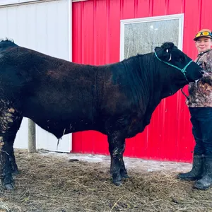 Nate Dennison w/ Steer Norbert-Mayerthorpe 4H Club