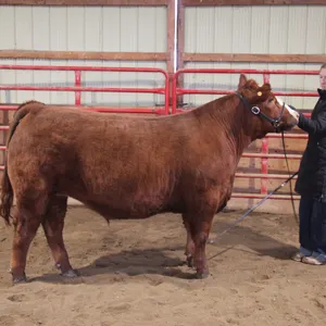 Sydney Carlson w/ Steer Mufasa-Cherhill 4H Multi Club