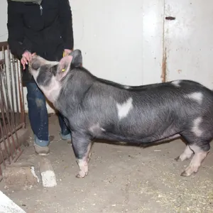 Sydney Carlson w/ Pig Olaf-Cherhill 4H Multi Club