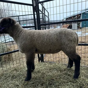 Sydney Carlson w/ Sheep Artemis-Cherhill 4H Multi Club