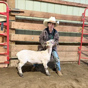 Seth Yeoman w/ Sheep Harley-Cherhill 4H Multi Club