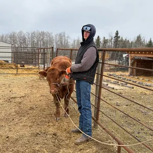 Max Yeoman w/ Steer Payday-Cherhill 4H Multi Club
