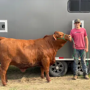 William Madsen w/ Steer Bryan-Cherhill 4H Multi Club