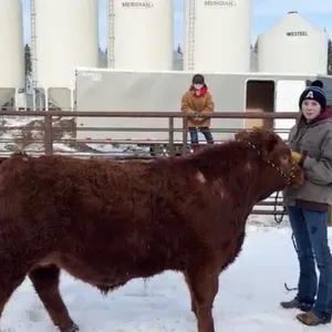 Amelia Madsen w/ Steer Robbie-Cherhill 4H Multi Club