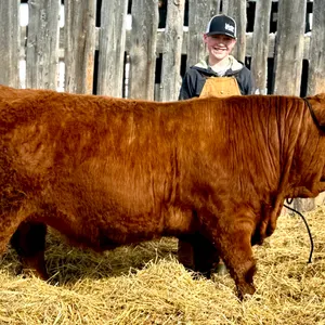 Colden Leighton w/ Steer Bear-Anselmo Willing Workers 4-H Multi Club