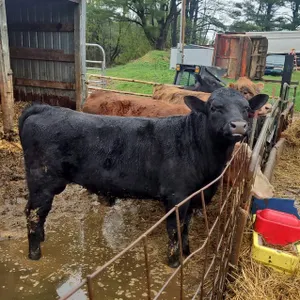 Black Beef Bull - Glenwood City
