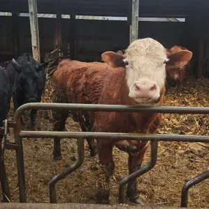 Red/White Faced Bull - Glenwood City