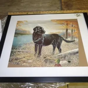 BLACK LAB PICTURE (PICTURES NEEDS REPOSITIONING)