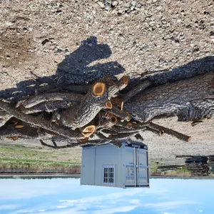 (1) Black Walnut Tree