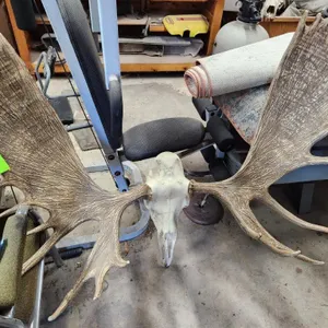 Moose Mount Faux Taxidermy