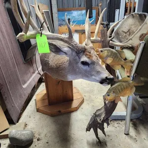 Whitetail Deer Taxidermy Mount & Crappie Mount