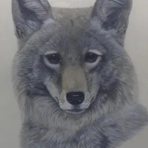 R Hay Artist Original Colored Pencil Sketch Wolf