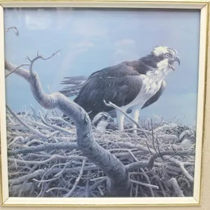 Robert Bateman Print Osprey Family 17x17 inches