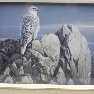 Robert Bateman Print Evening Light Falcon