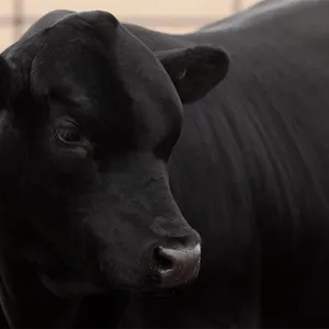 Bonanza - Gelbvieh Balancer Bull