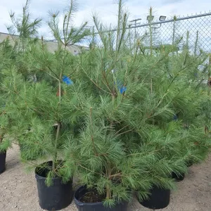 White Pine