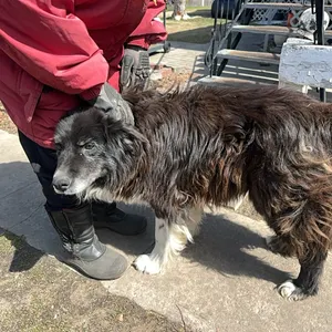 MAGGIE & BLUE -BORDER COLLIES