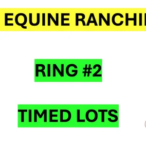 There are many more items to bid on in this sale. The remaining items will be sold by TIMED Online Selling. Please go to RING #2 for all REY EQUINE RA