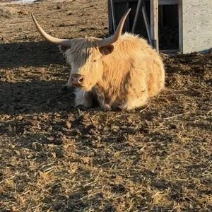 One Red Highland Cow - Open
