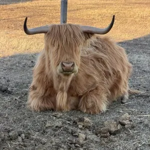 Unreserved Small Animal Auction - May 9, 2026