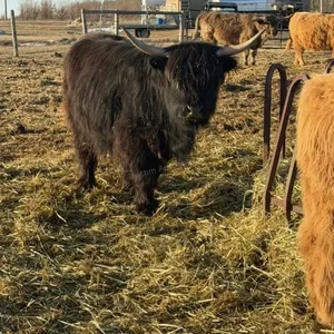Highland 2 year old heifer