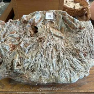 PETRIFIED WOOD D�COR