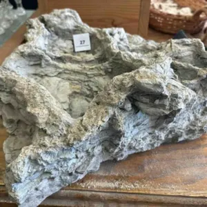 PETRIFIED WOOD D�COR
