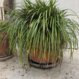 Mondo Grass in Clay Pot