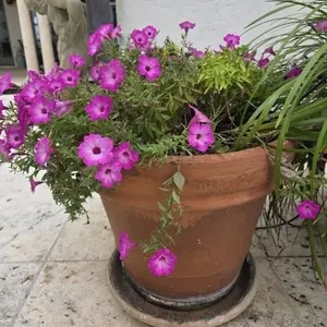 Petunias in Clay Pot