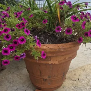 Superbells in 18in Pot