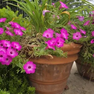 Mondo Grass in 18in Pot