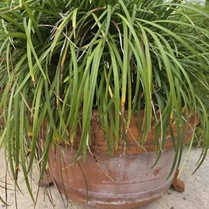 Modon Grass in 24in Pot