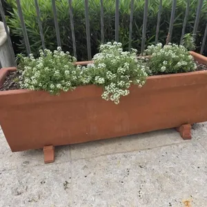 Binocci Carlo 12x40 Planter w/Sweet Alyssum