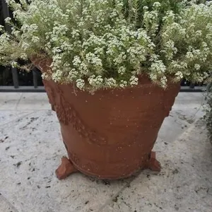 18in Terra Cotta Pot w/Sweet Alyssum