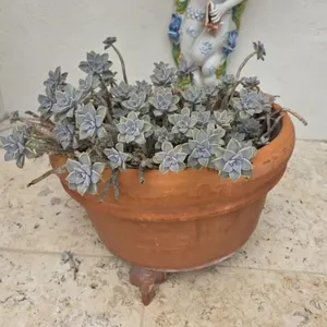 Ghost Plant in 24in Pot