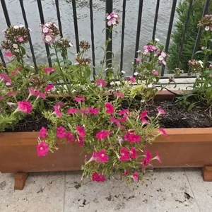 Binocci Carlo 12x40 Planter w/Petunias & Dianthus