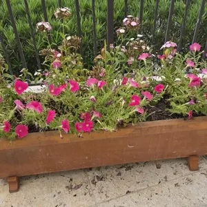 Binocci Carlo 12x40 Planter w/Petunias & Dianthus