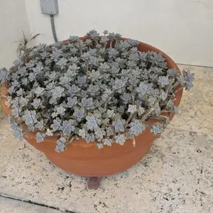 Sedum Succulents in 28in Clay Pot