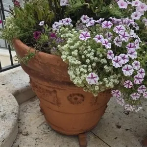 Mixed Petunias in 24in Clay Pot