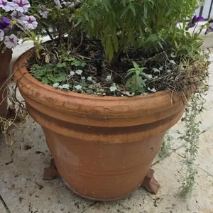 Plant in 18in Clay Pot