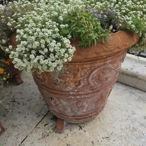 Sweet Alyssum in 24in Clay Pot