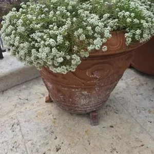 Sweet Alyssum in 24in Clay Pot