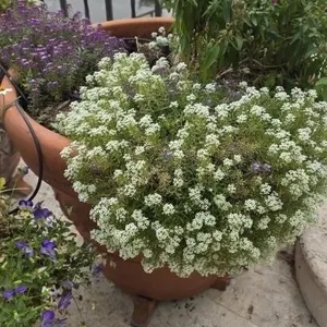 Sweet Alyssum & Other Plants in 24in Clay Pot