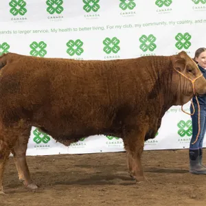 Cali Smithson - Steer "Chonky" - Meadowview 4-H Club **NOTE: Bidding on this animal will be by DOLLAR VALUE PER POUND* Quantity is the weight in pound