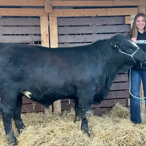 Kalli Greilach - Steer "Duke" - Freedom Naples 4-H Club **NOTE: Bidding on this animal will be by DOLLAR VALUE PER POUND* Quantity is the weight in po