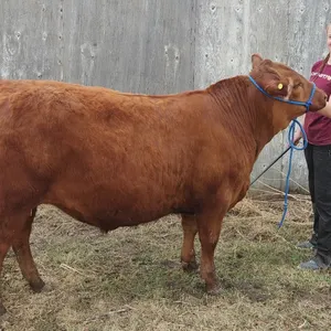 Vivian Mackenzie- Steer "Finnegan" - T&M 4-H Club **NOTE: Bidding on this animal will be by DOLLAR VALUE PER POUND* Quantity is the weight in pounds a